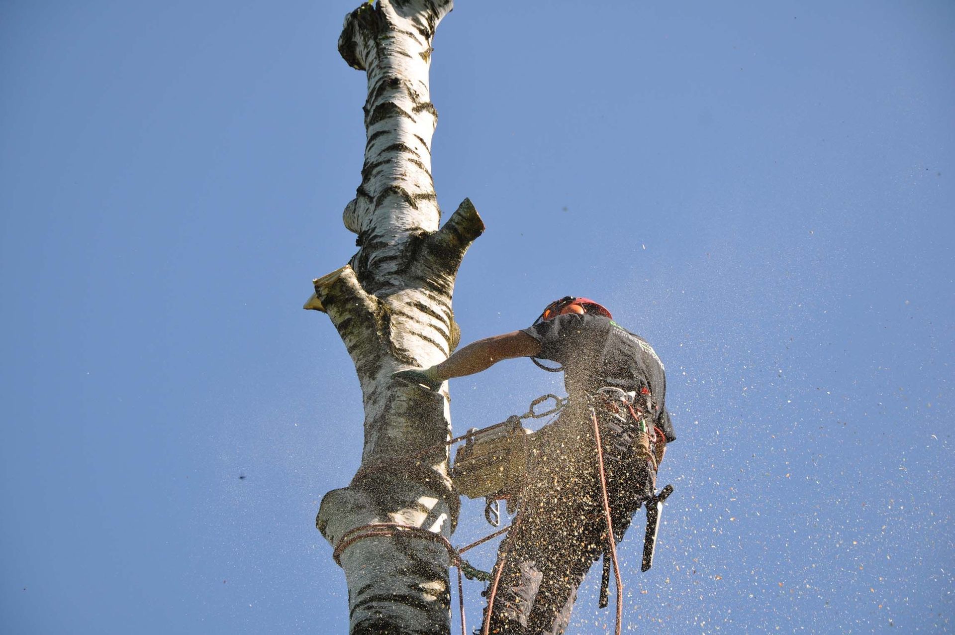 Baumkönig Baumpflege Patrick Zahno