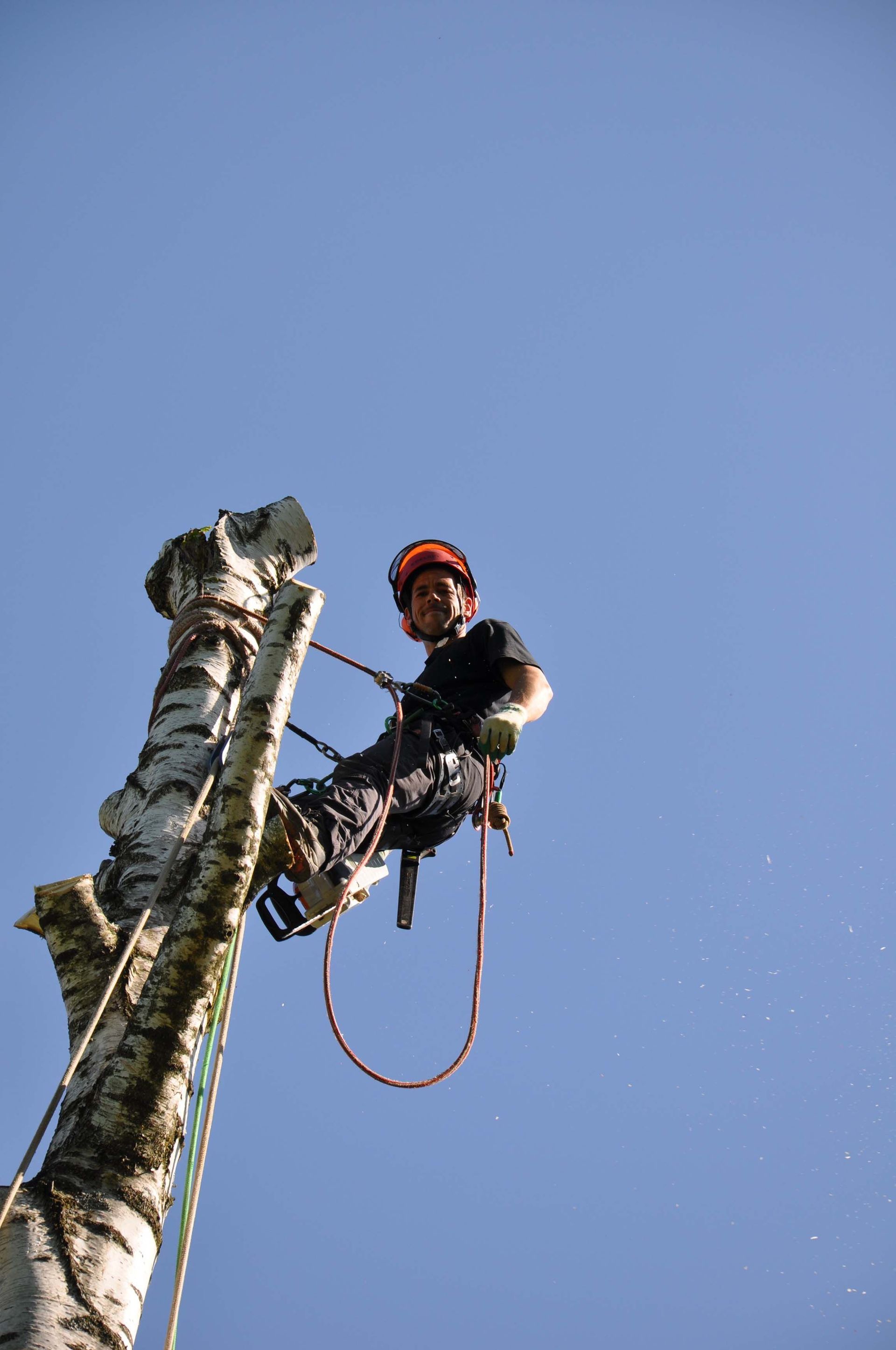 Baumkönig Baumpflege Patrick Zahno