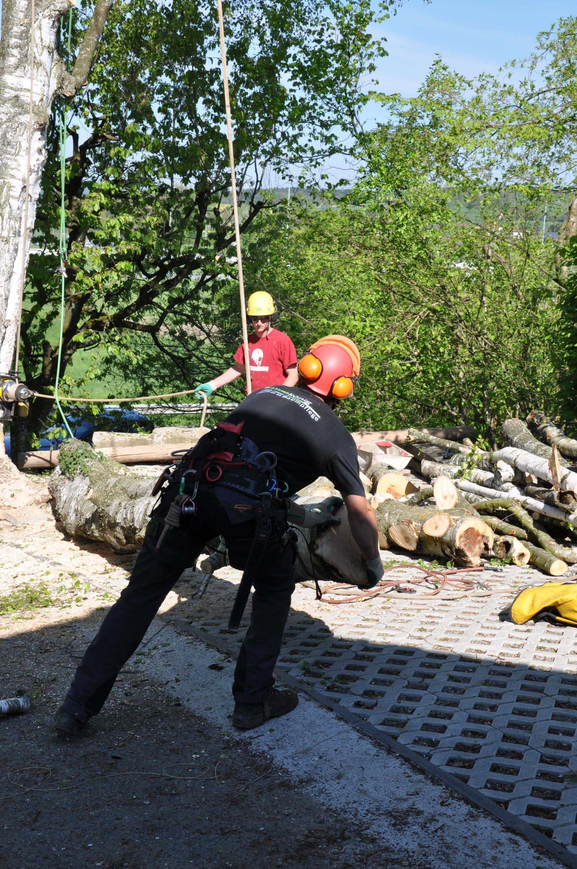 Baumkönig Baumpflege Patrick Zahno