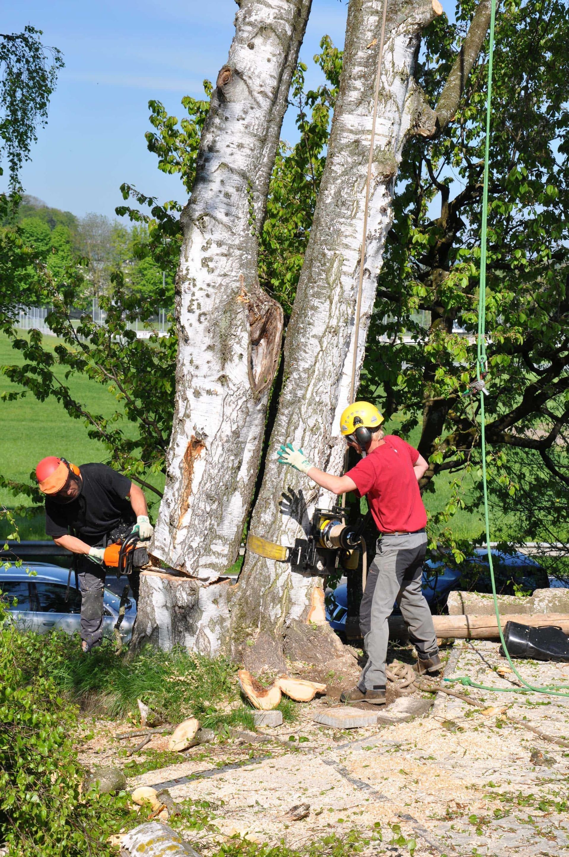 Schnitt der Baumkrone, Pflegeschnitt oder Entlastungsschnitt