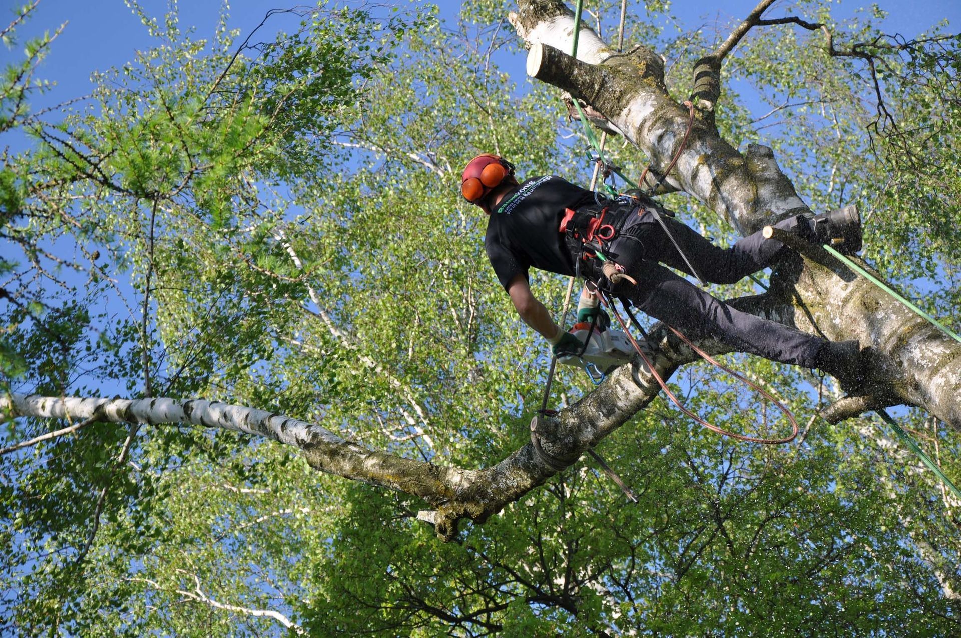 Baumkönig Baumpflege Patrick Zahno