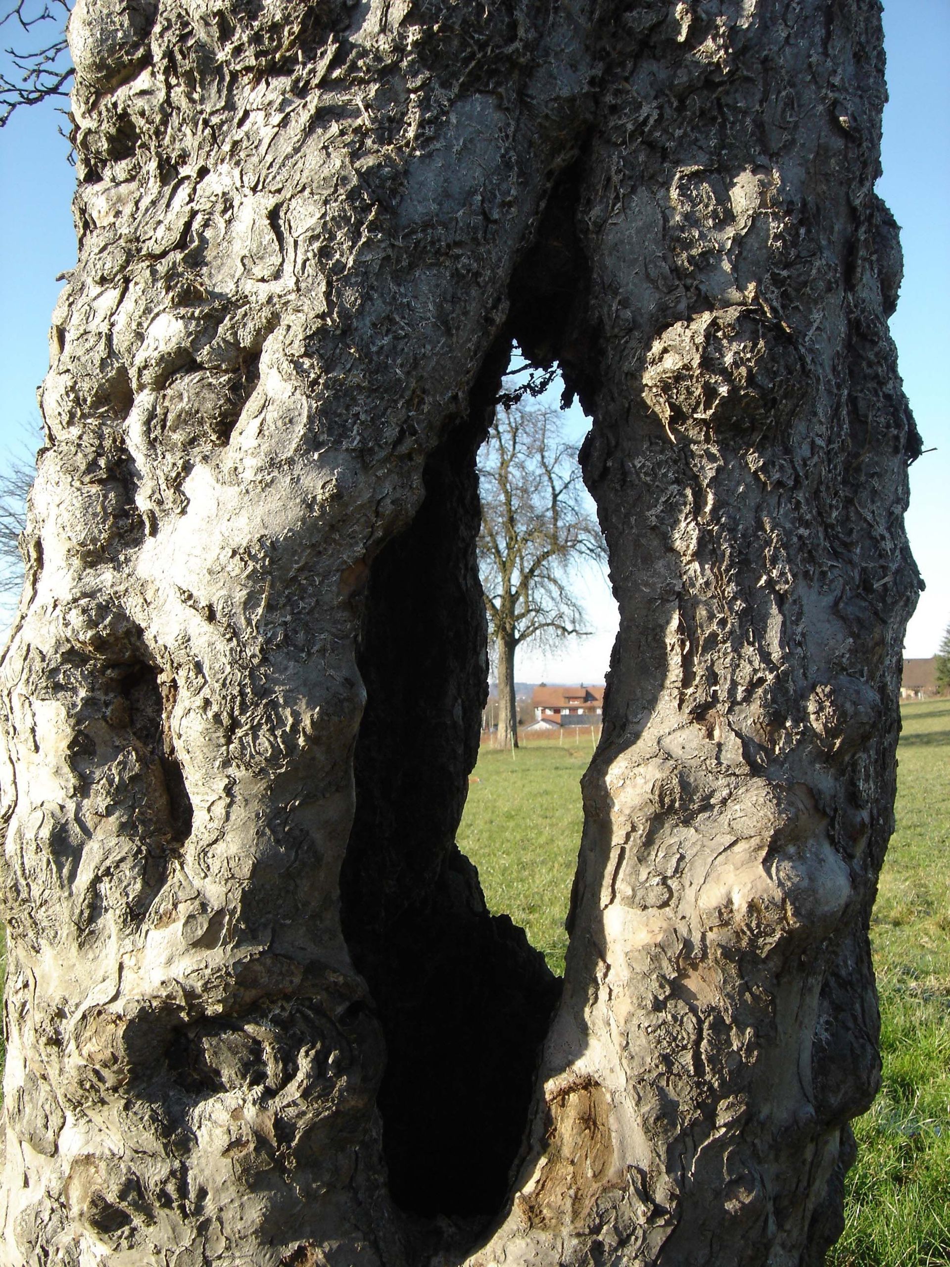 Baumkönig Baumpflege Patrick Zahno