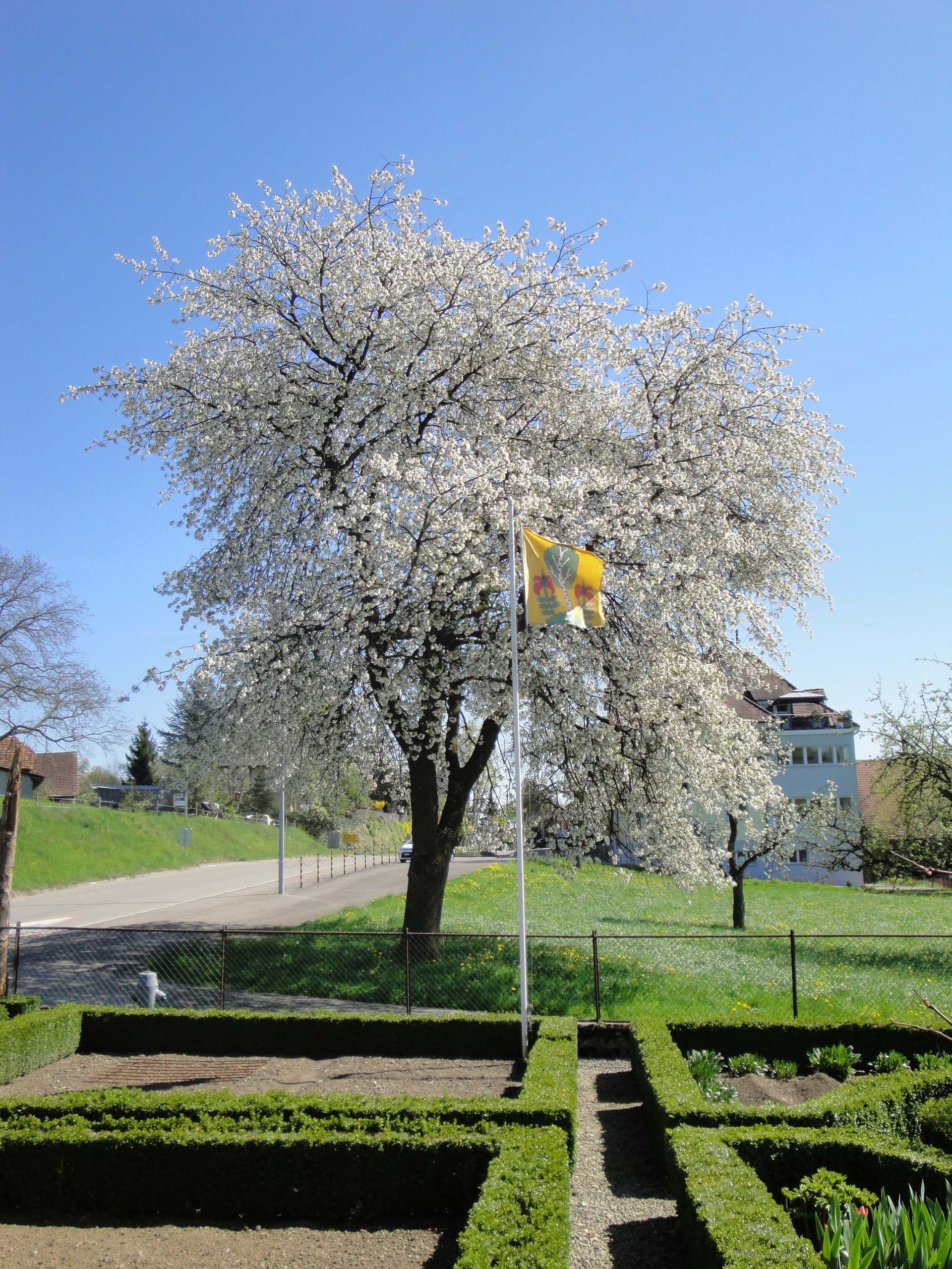 Baumkönig Baumpflege Patrick Zahno