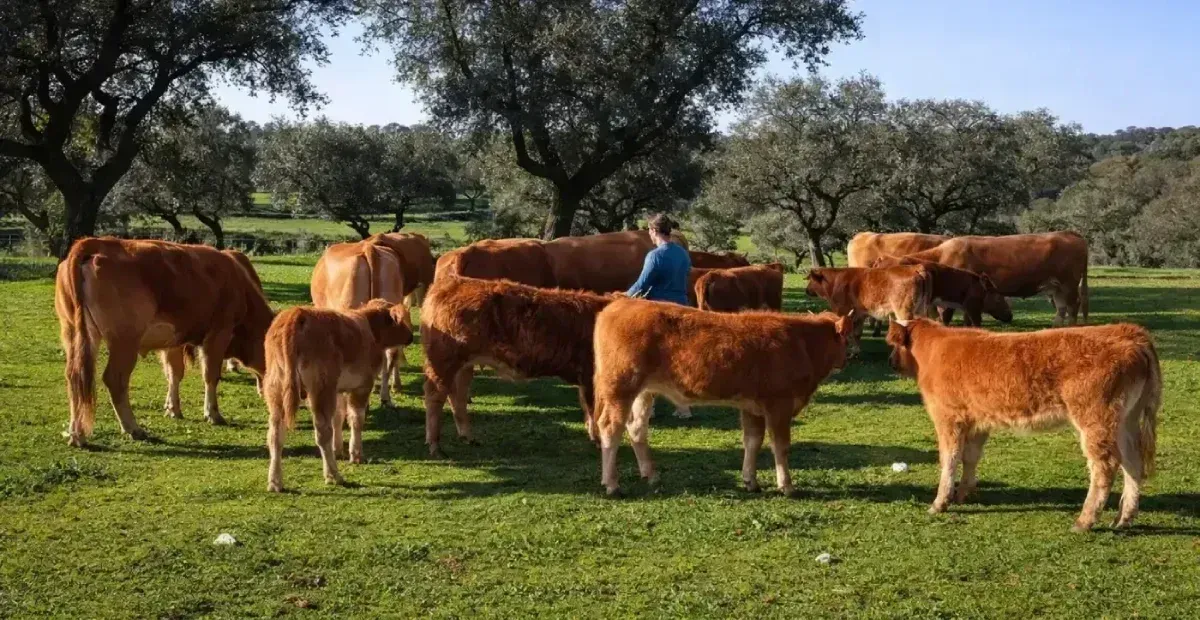 Vacas y terneros marrones pastando en un campo verde bajo los árboles.