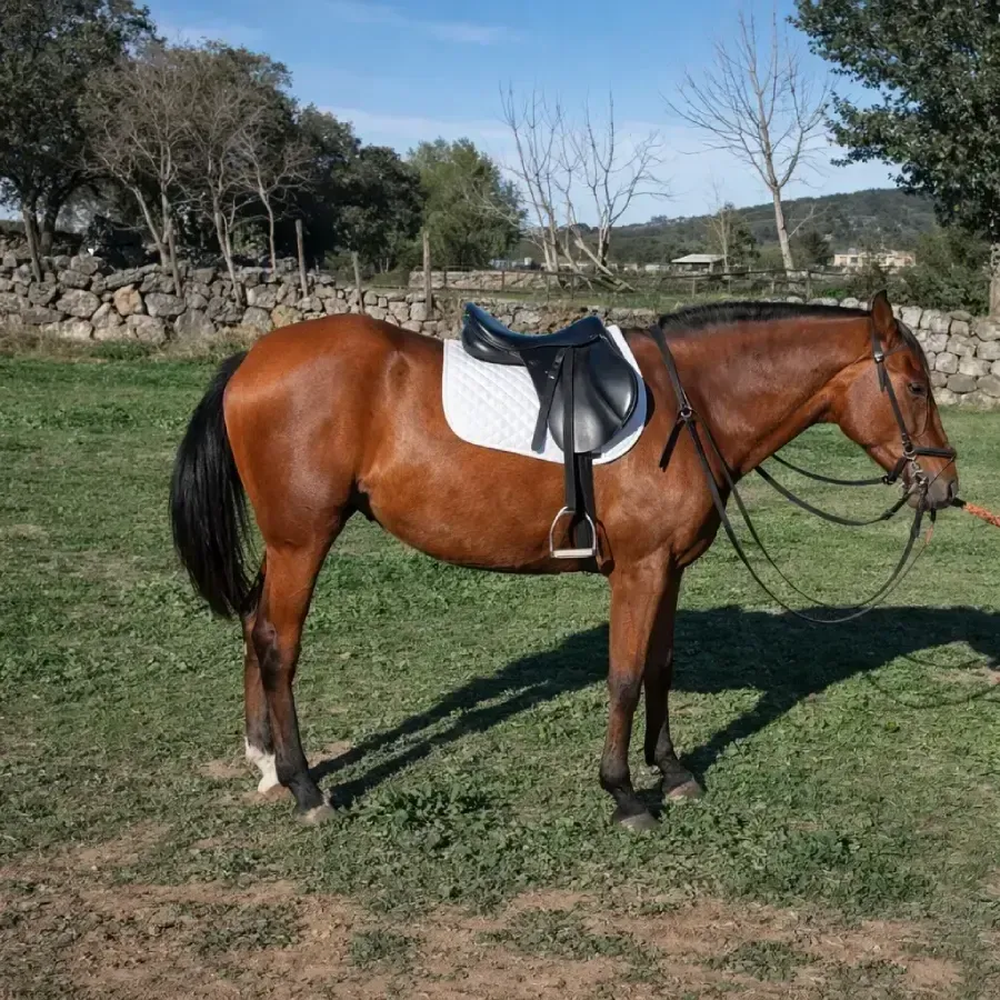 Caballo marrón ensillado de pie sobre la hierba en un campo soleado.