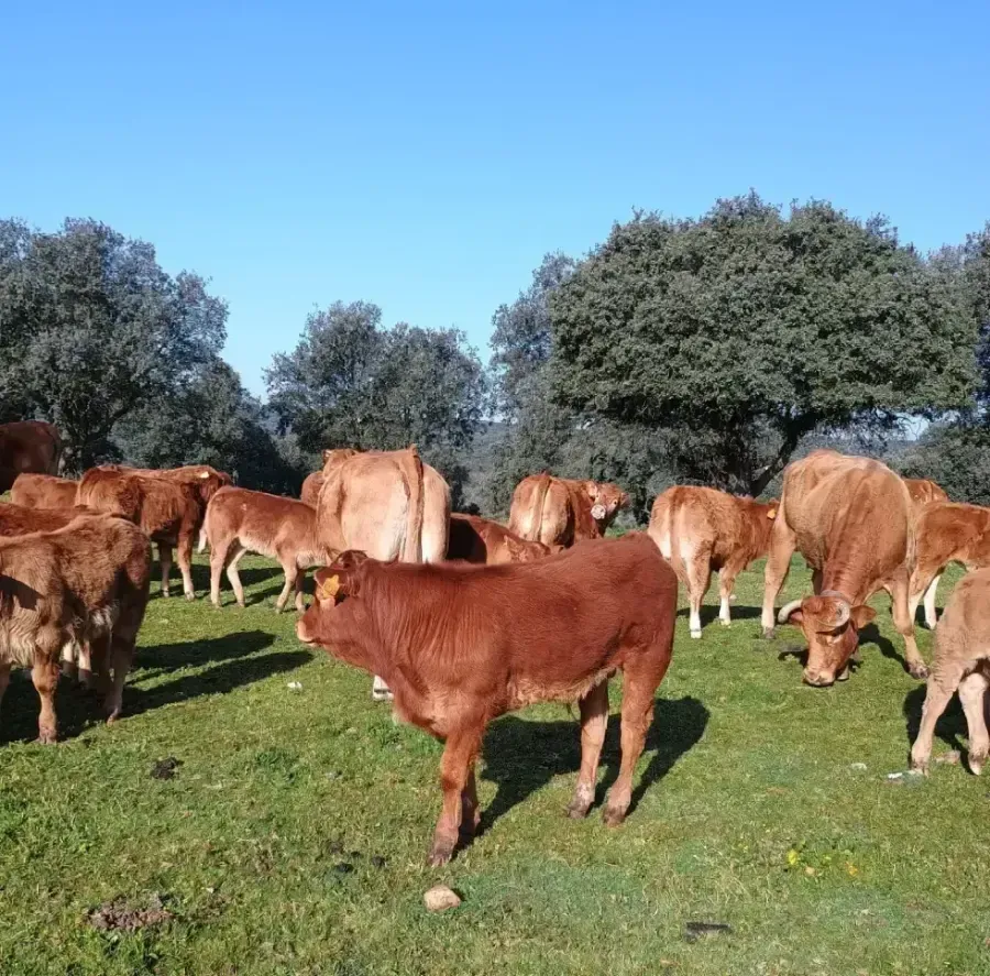Un rebaño de vacas marrones pastando en un campo verde soleado bajo un cielo azul despejado.