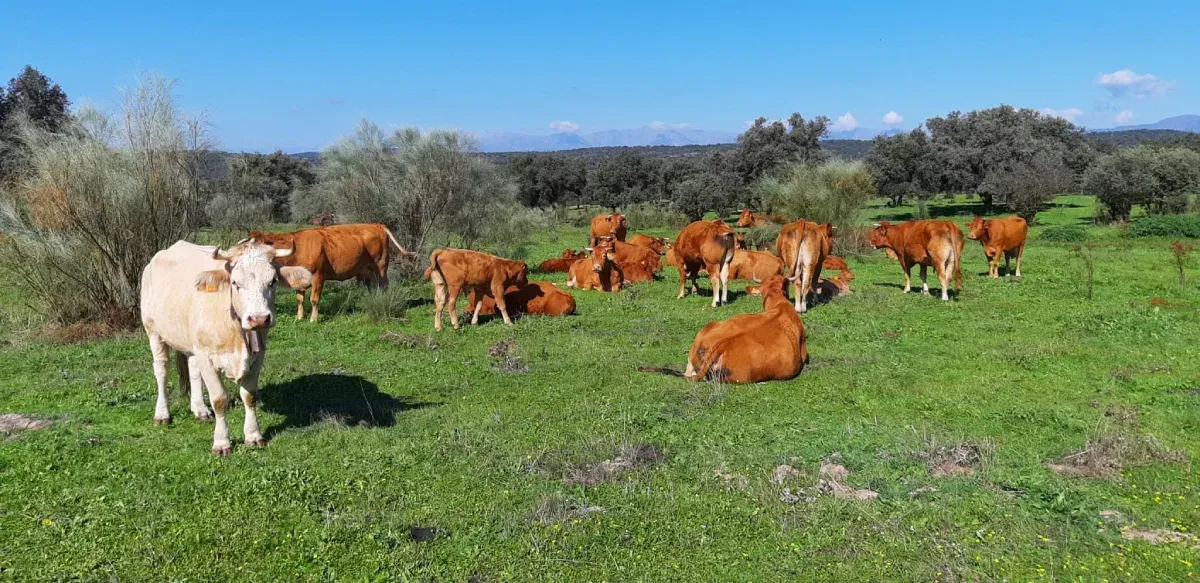Vacas pastando en un prado verde bajo un cielo azul, con una vaca blanca en primer plano.