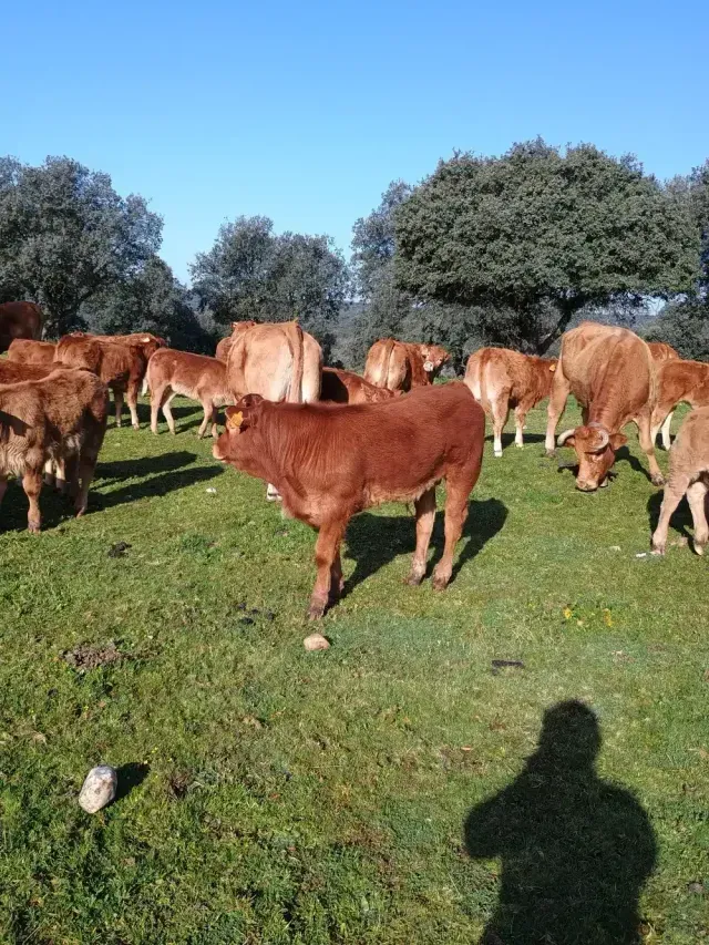 Vacas marrones pastando en un campo verde soleado bajo un cielo azul.