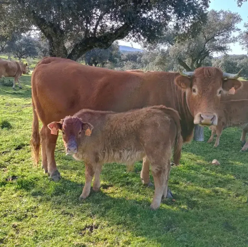 Vaca marrón y su ternero de pie sobre la hierba bajo los árboles en un prado soleado.