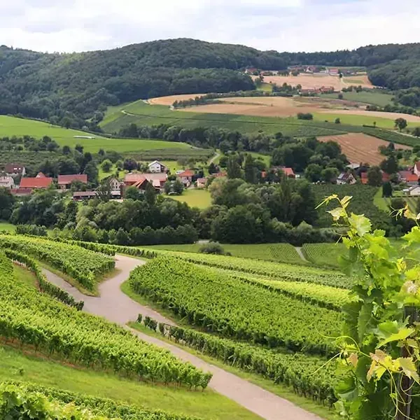 Weinberg mit grünen Reben, sanften Hügeln und einem Dorf in der Ferne.
