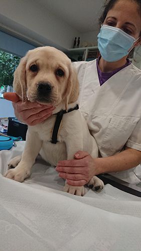 Κτηνίατρος Χανδράς Κωνσταντίνος - Vet Practice