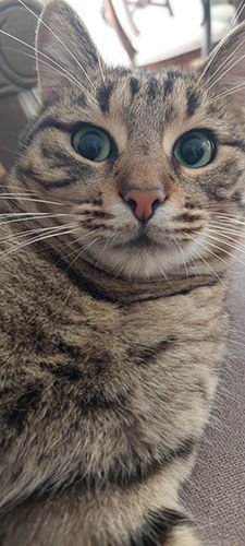 Κτηνίατρος Χανδράς Κωνσταντίνος - Vet Practice