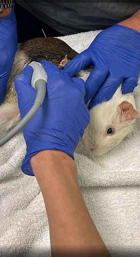 Κτηνίατρος Χανδράς Κωνσταντίνος - Vet Practice