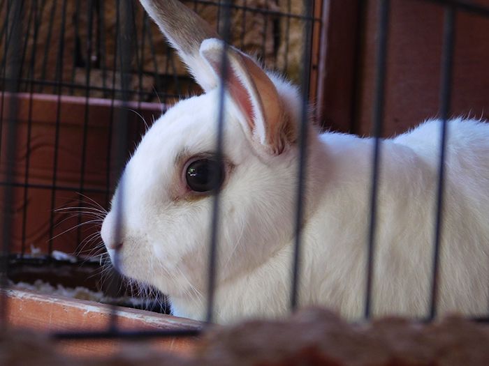 Κτηνίατρος Χανδράς Κωνσταντίνος - Vet Practice