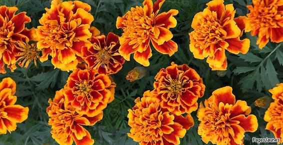 Votre fleuriste vous propose des compositions florales personnalisées à Évreux (27)