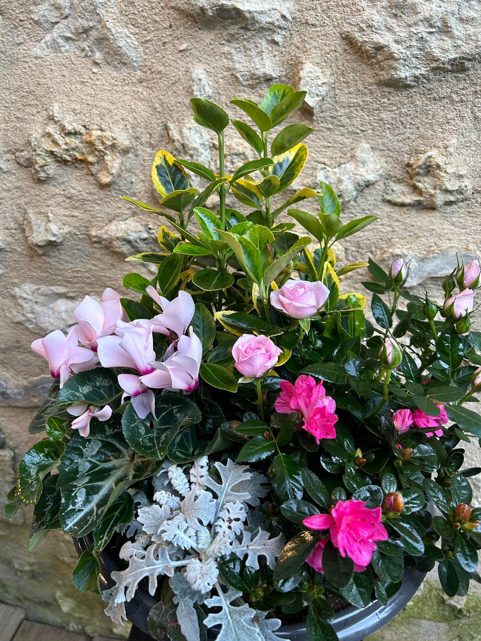 D 60 Coupe de plantes extérieures