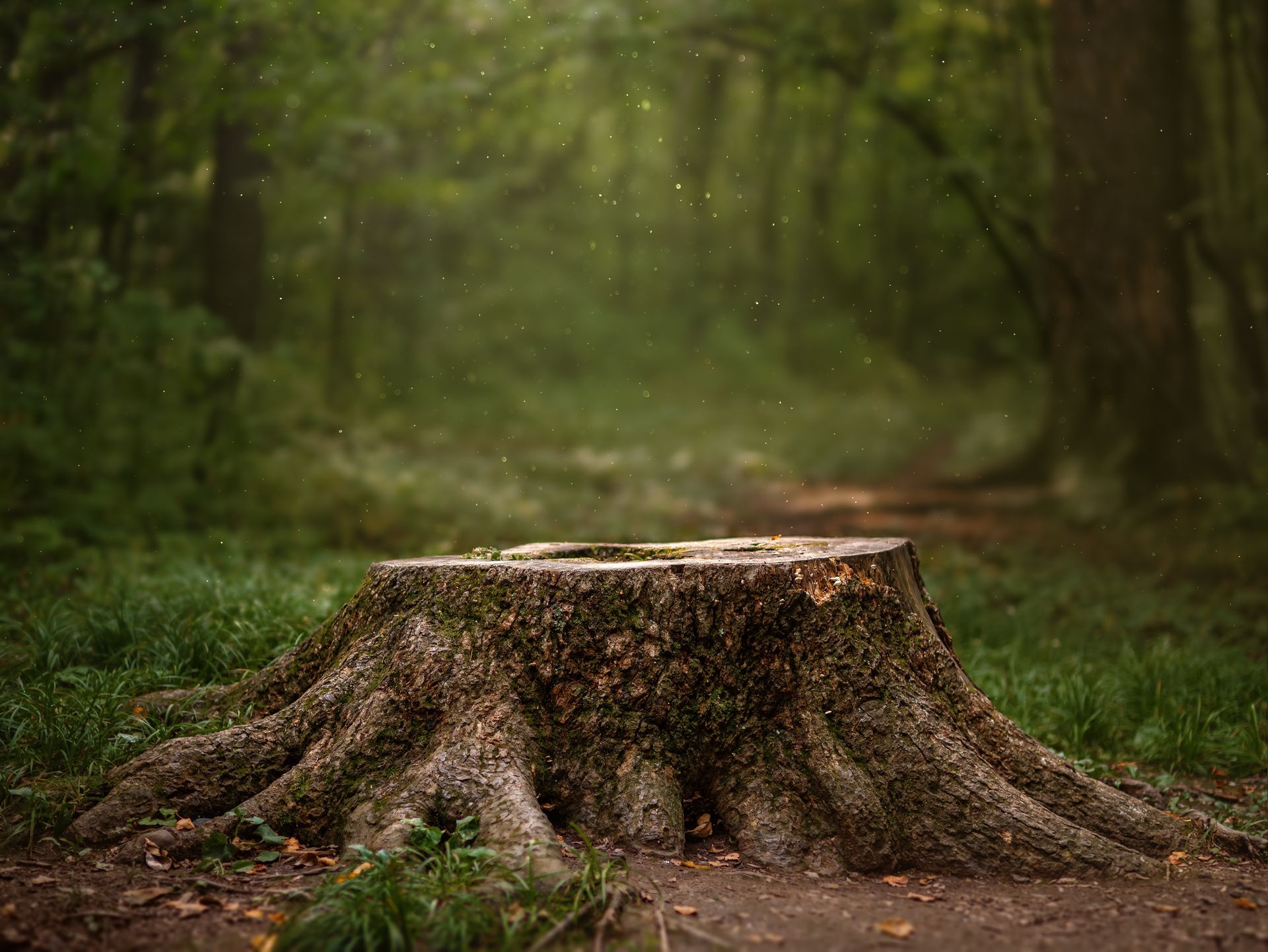 Souche d'arbre dans la forêt