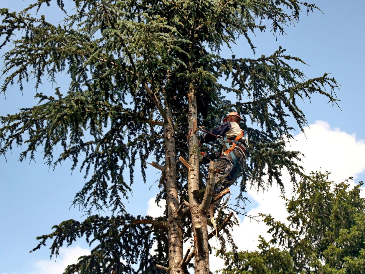 Elagueur au sommet d'un arbre