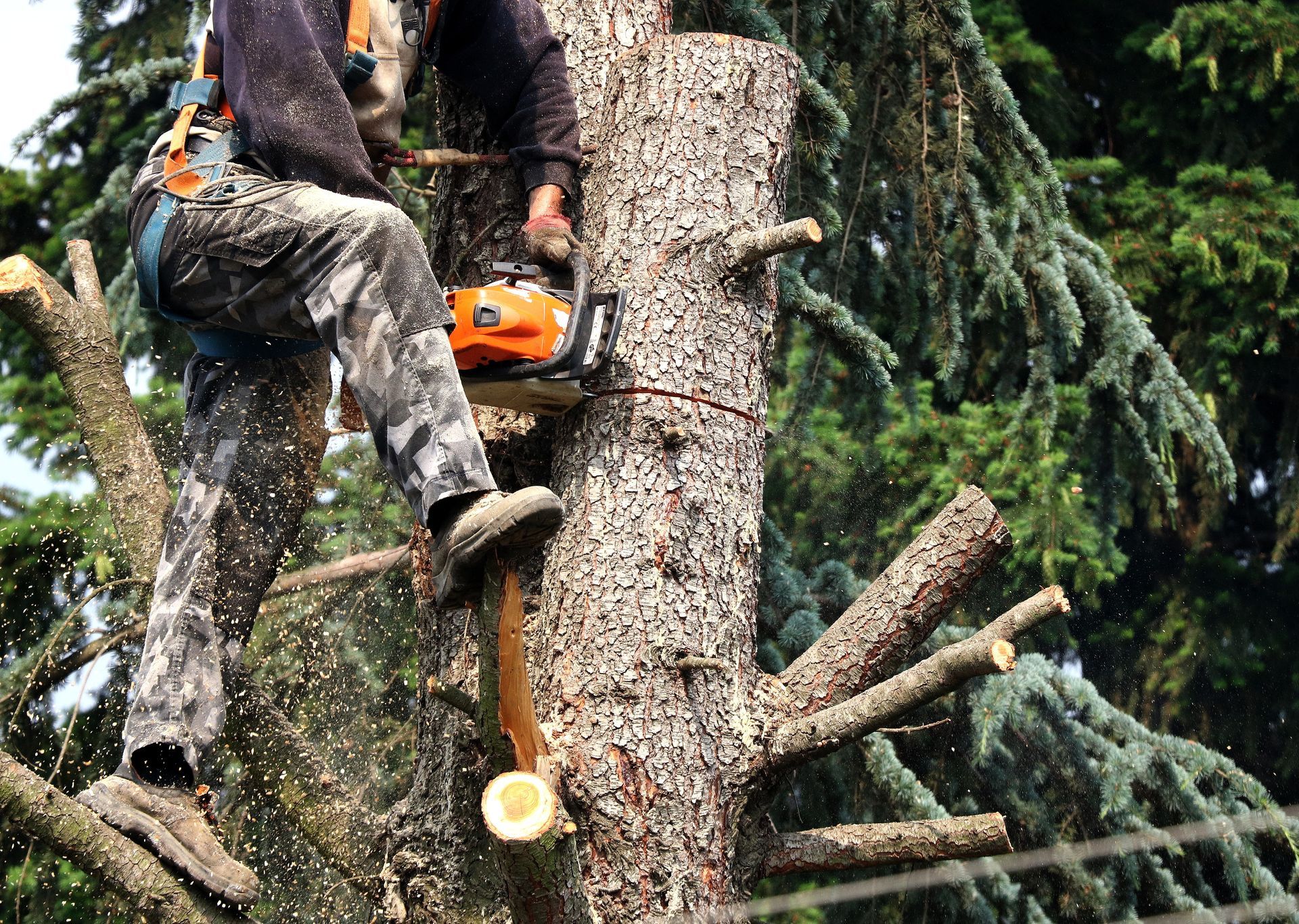 Homme coupant les branches d'un arbre