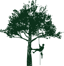 Homme en accroché à un arbre par une corde 