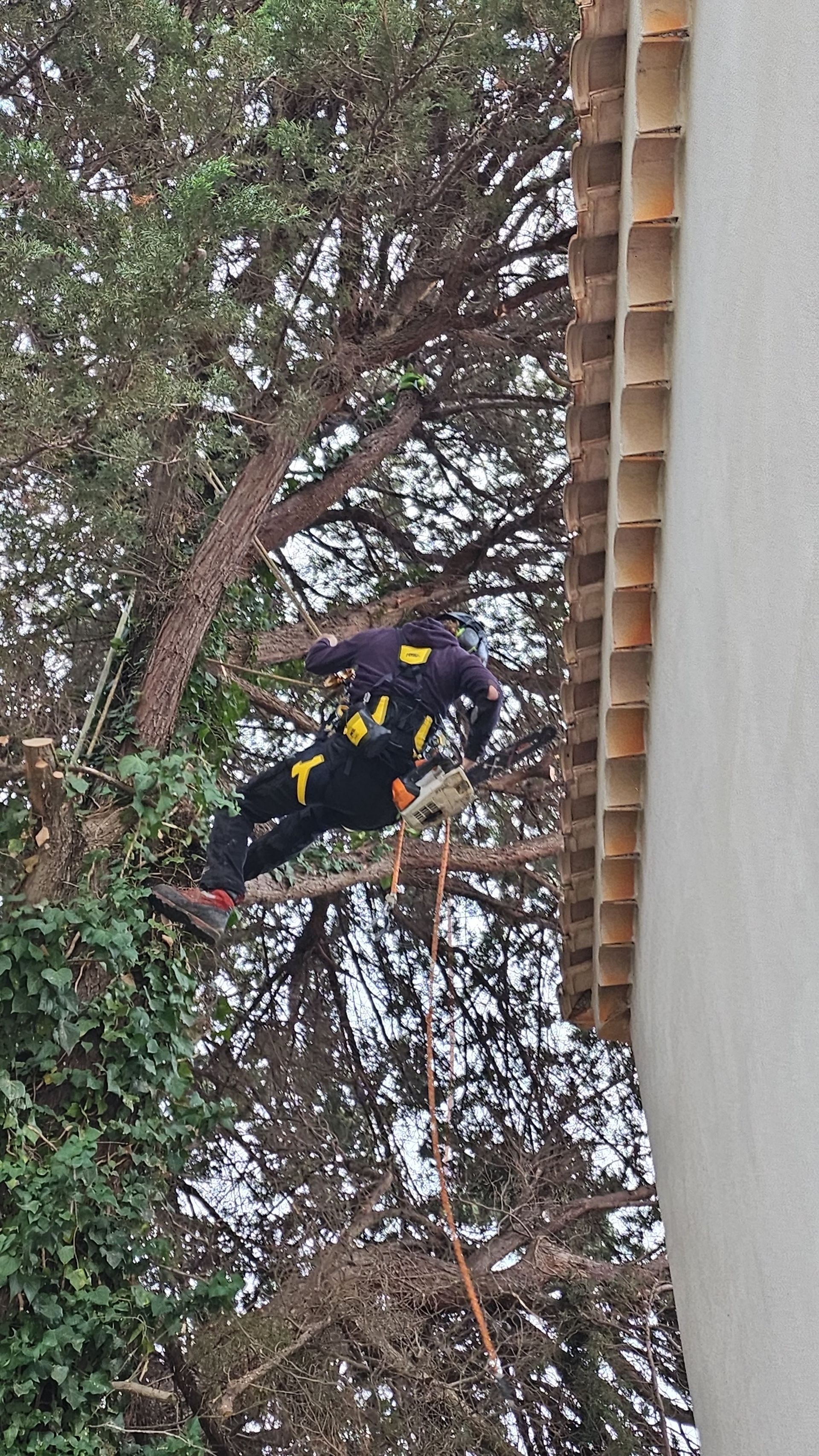 Élagage d’un arbre en cours