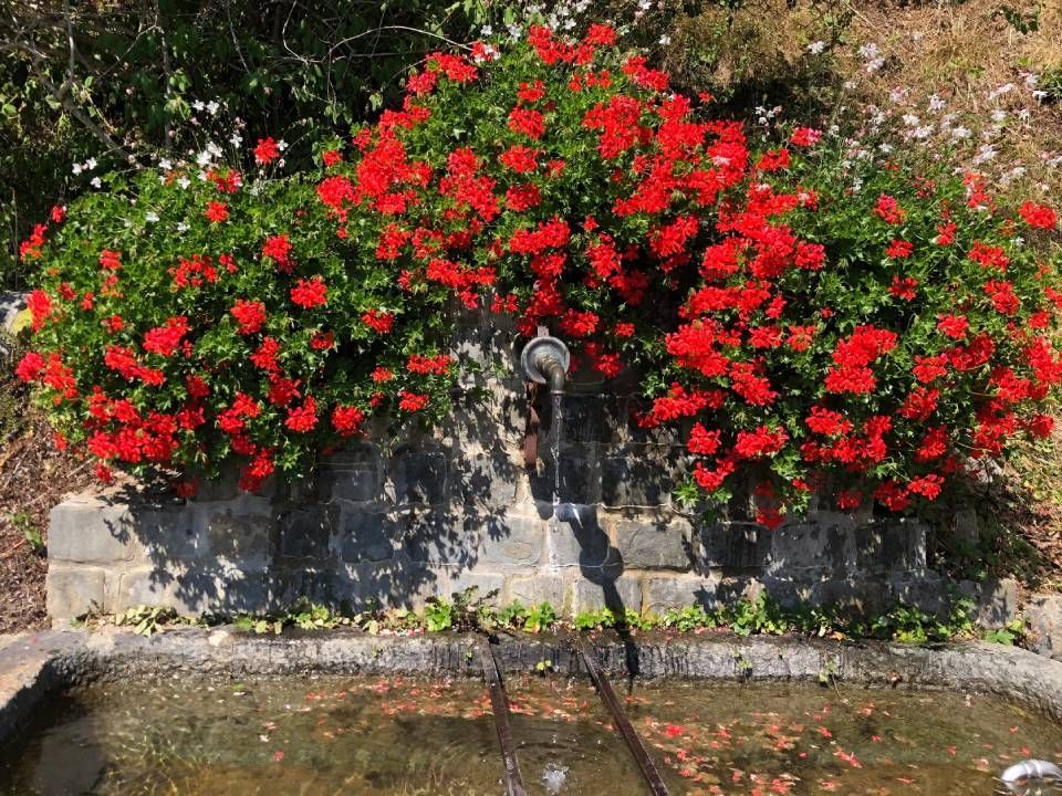 Une fontaine avec des fleurs rouges devant elle