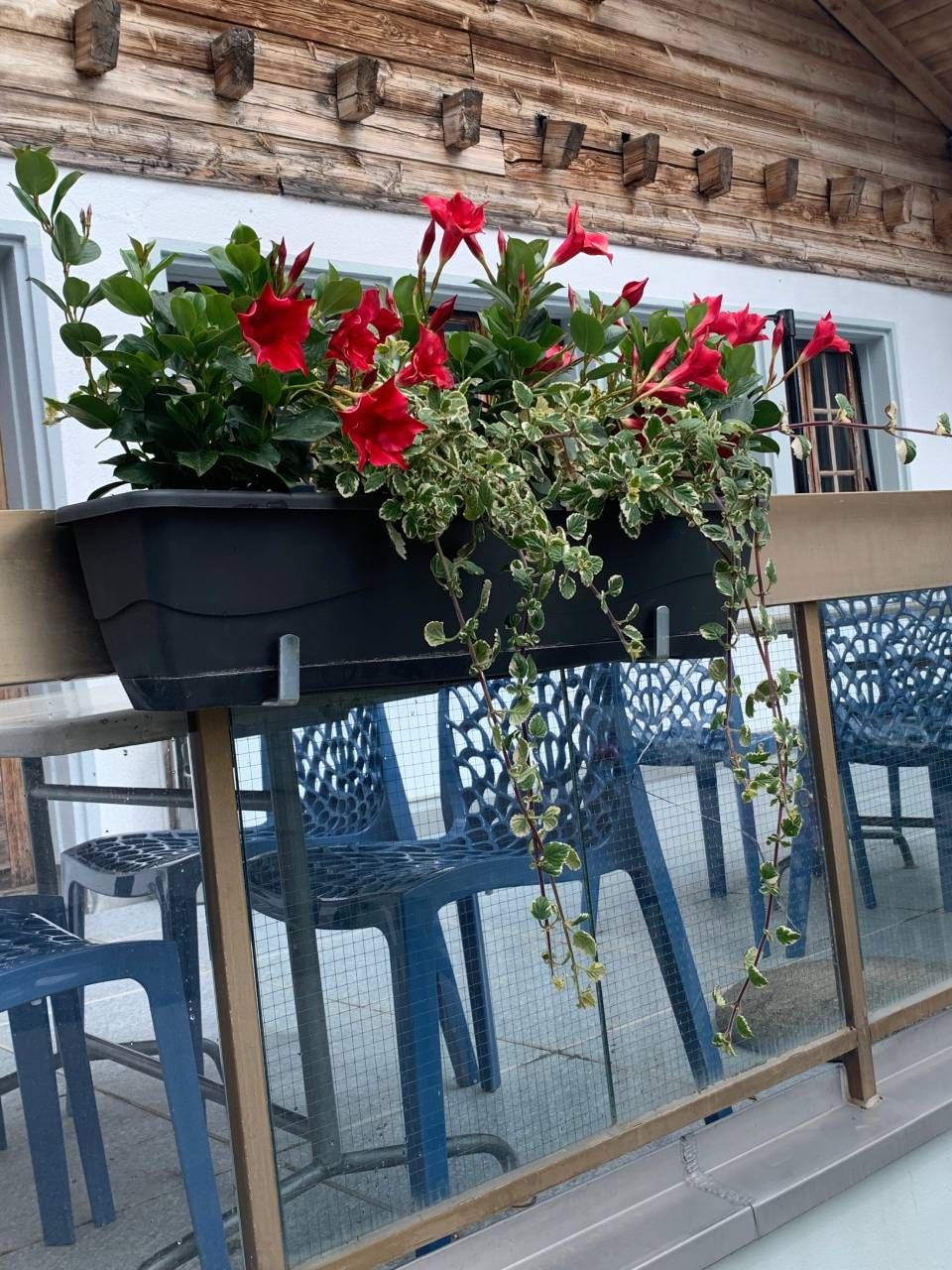 Une jardinière avec des fleurs rouges suspendue à une balustrade
