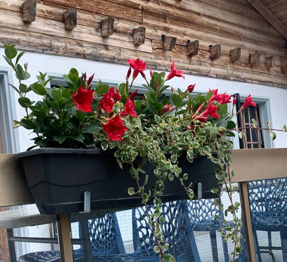 Une jardinière avec des fleurs rouges suspendue à une balustrade
