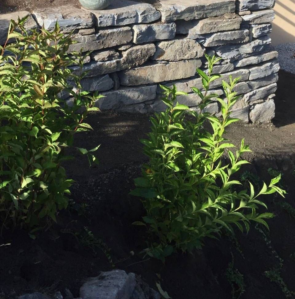 Un mur de pierre avec une plante en pot dessus.