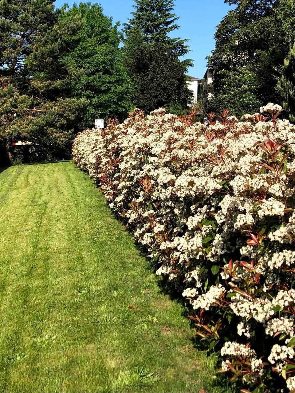 Une pelouse verte luxuriante avec une rangée de buissons au premier plan.