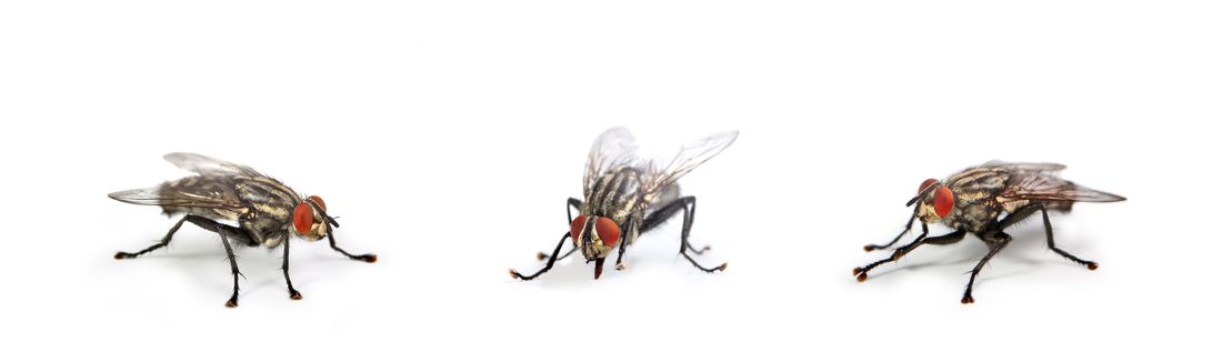 Seit 1995 verbannen wir Plagegeister wie Stechmücken, Fliegen, Wespen und anderes Ungeziefer aus Ihrem Wohnbereich. Bis heute bieten wir nicht nur Insektenschutz sondern sind auch in den Bereichen Innenbeschattung und Bodenbeläge vertreten.