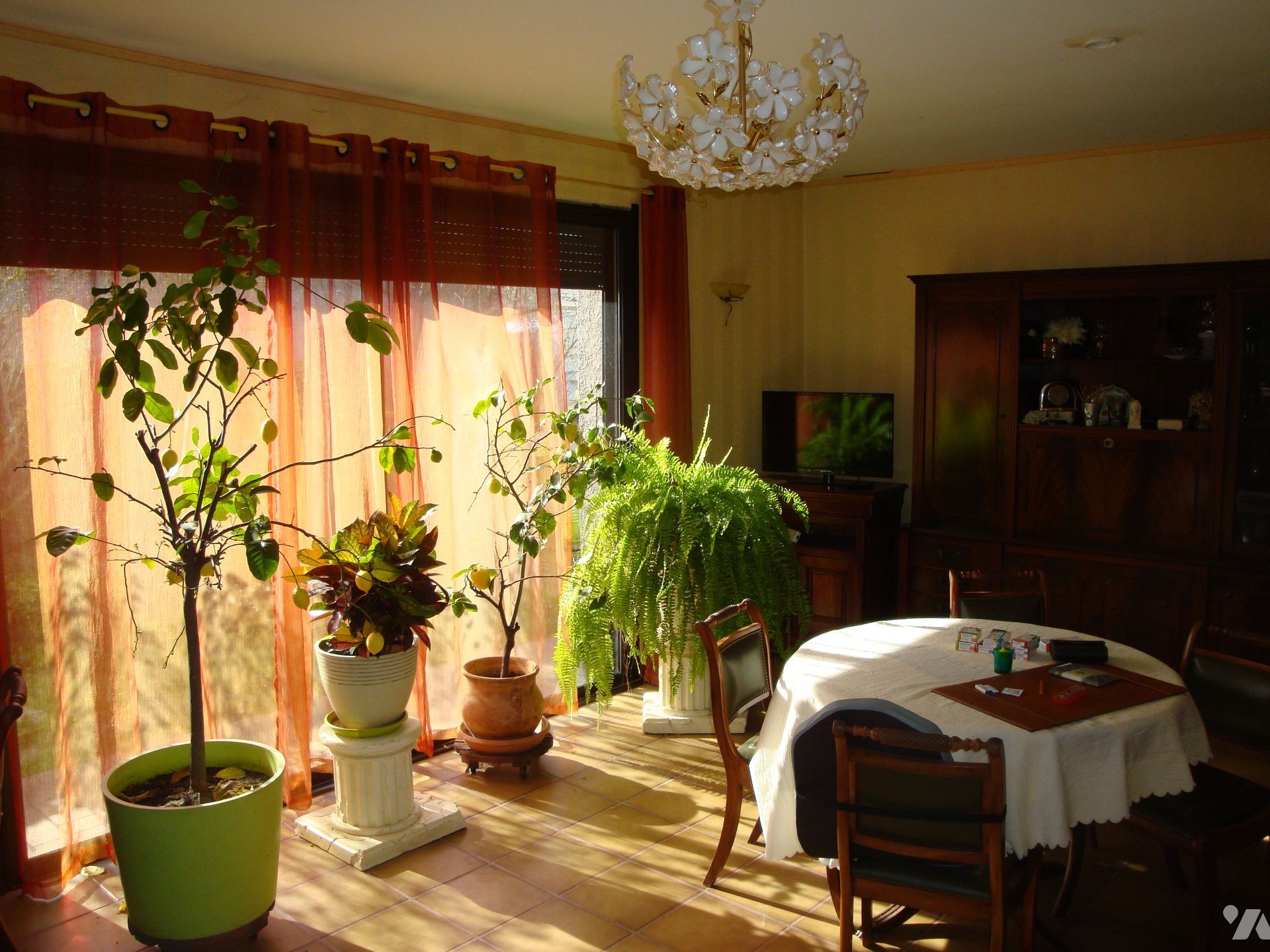 Pièce baignée de soleil avec des plantes en pot, une table recouverte d'une nappe et un lustre.