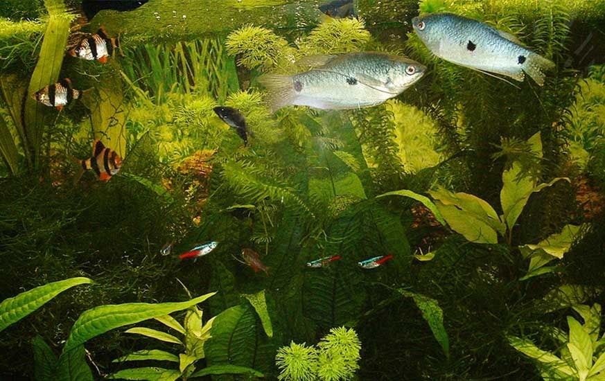 Ein Aquarium mit vielen Fischen und Pflanzen