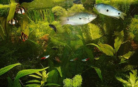 Ein Aquarium mit vielen Fischen und Pflanzen