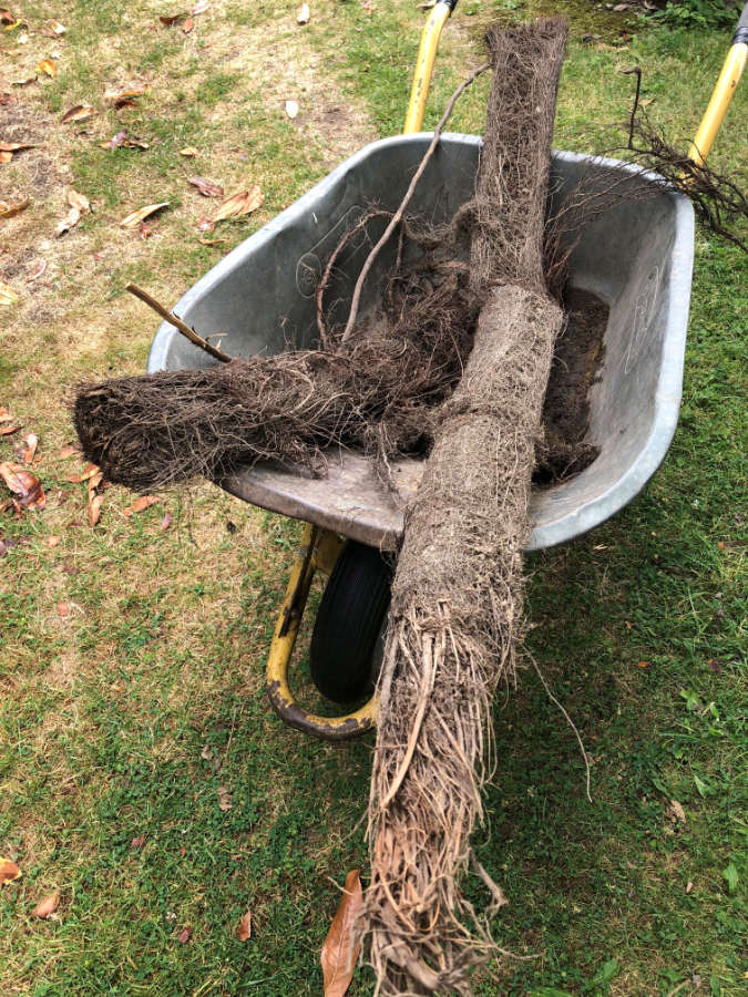 Schubkarre mit Bäumen