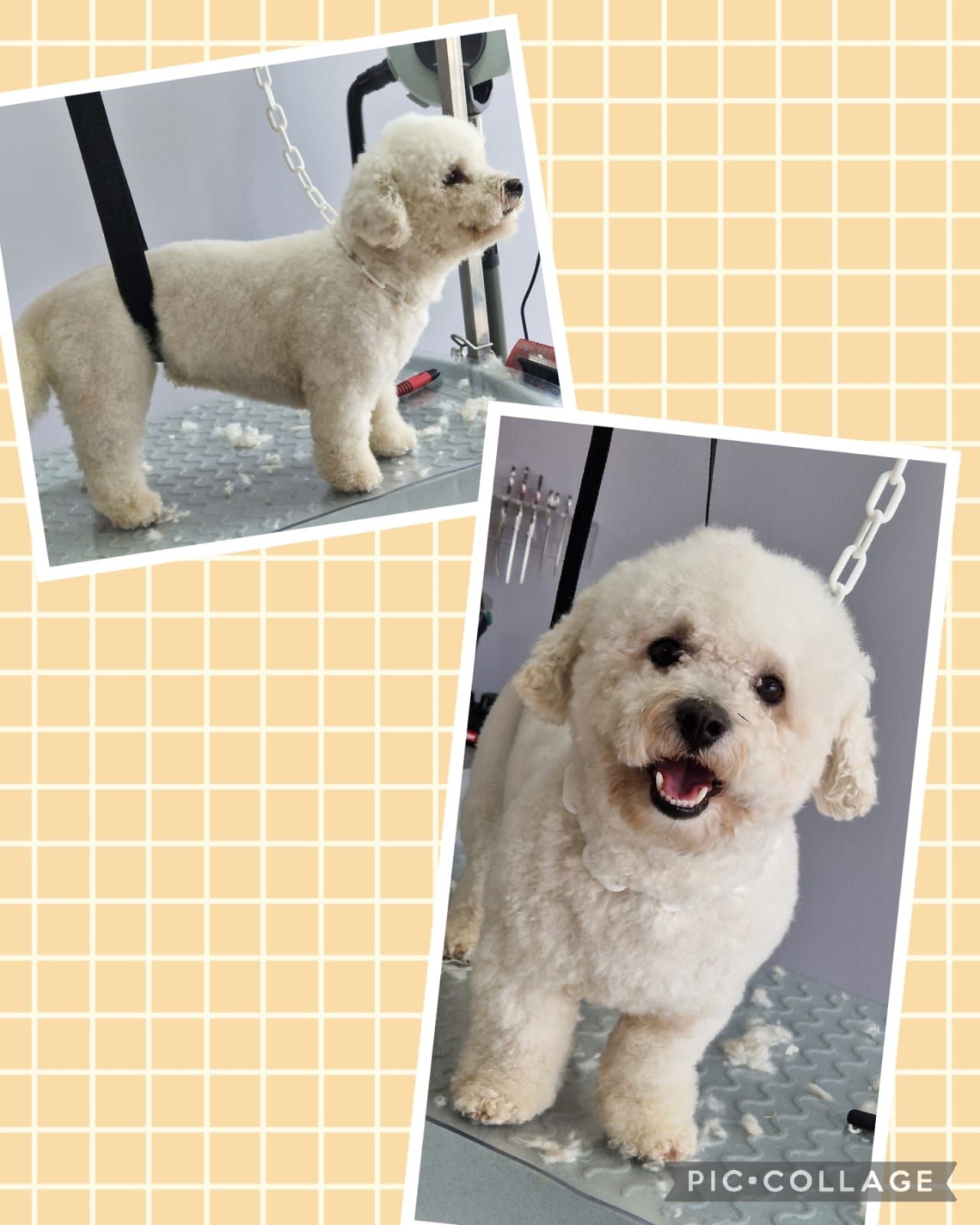 Photos collage d'un chien blanc qui se fait toiletter.