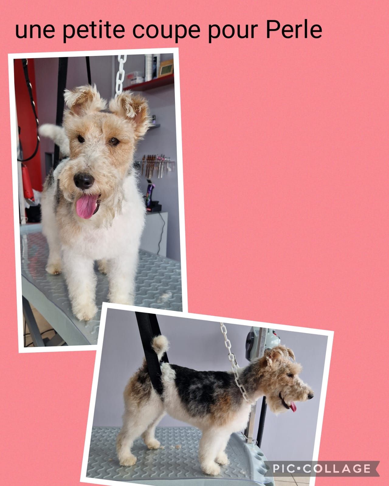 Photos collage d'un chien blanc, crème et noir qui se fait toiletter.