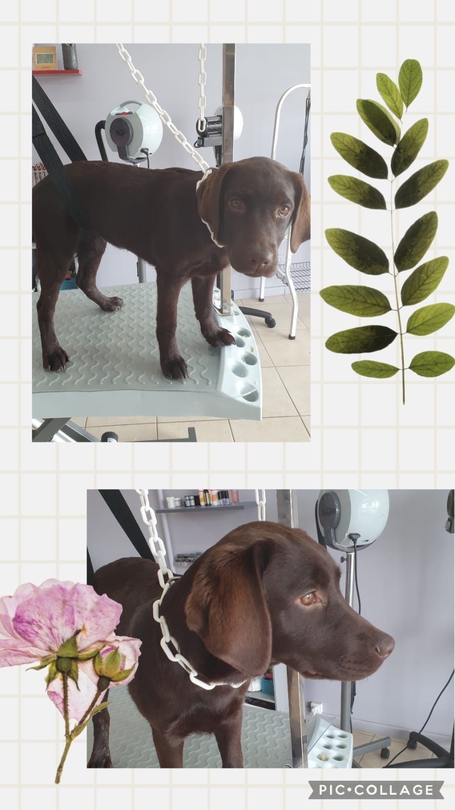 Photos collage d'un chien marron qui se fait toiletter.