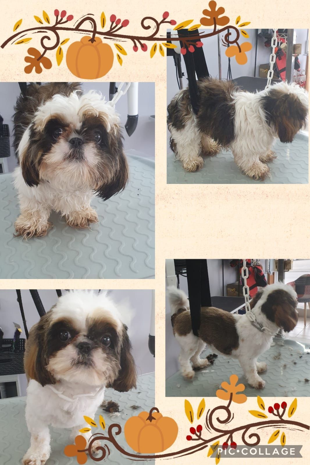 Photos collage d'un chien marron et blanc qui se fait toiletter.