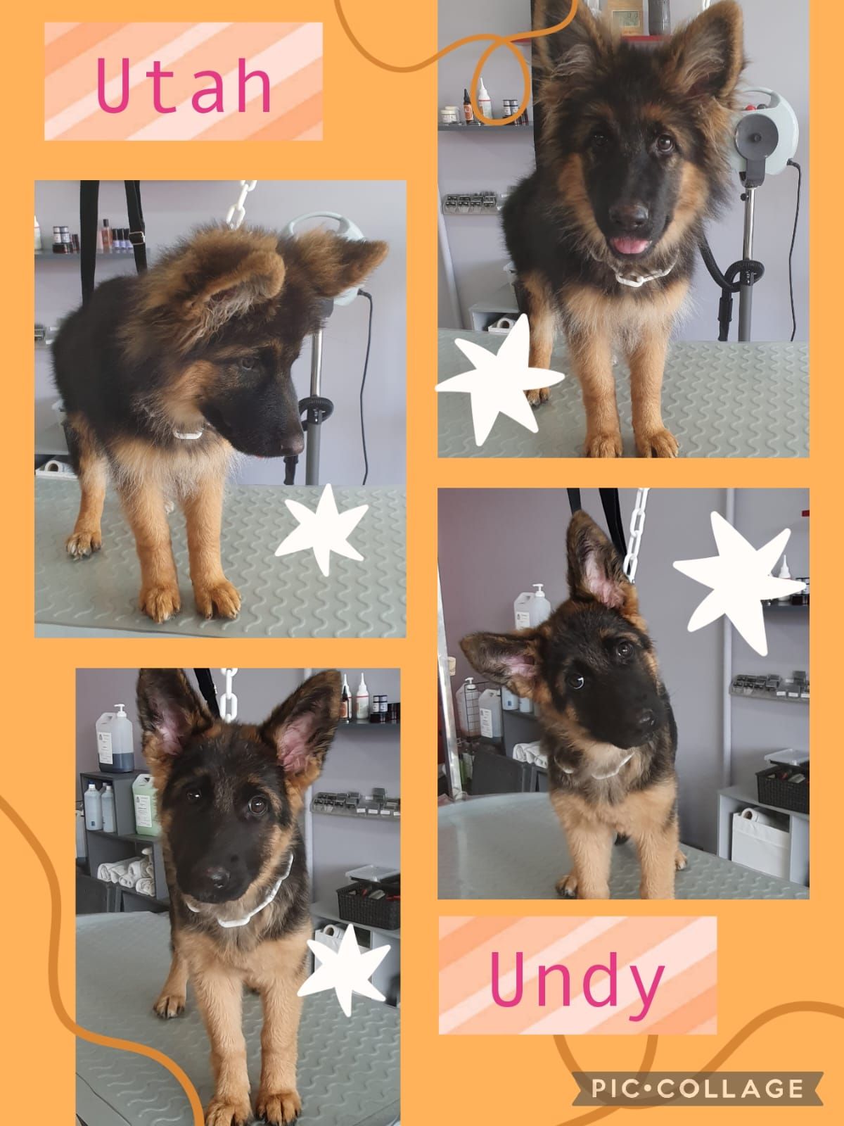 Photos collage d'un chien berger allemand qui se fait toiletter.