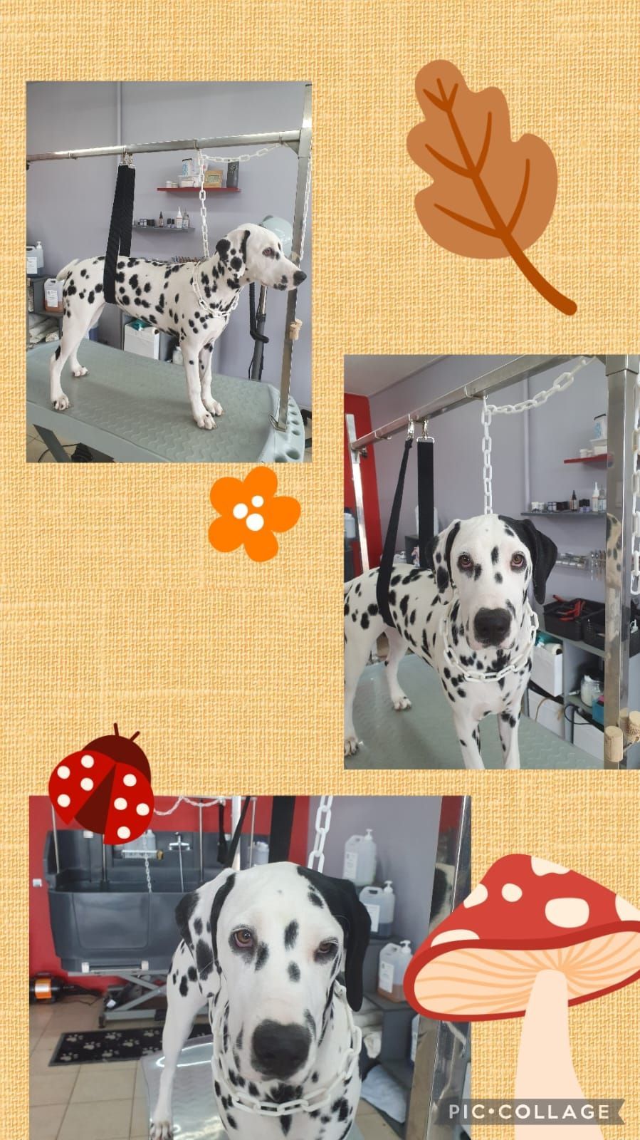 Photos collage d'un dalmatien qui se fait toiletter.