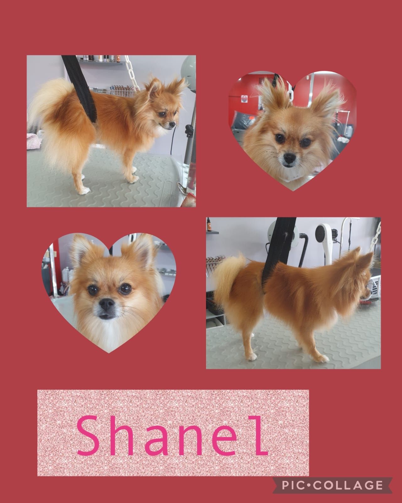 Photos collage d'un chihuahua qui se fait toiletter.