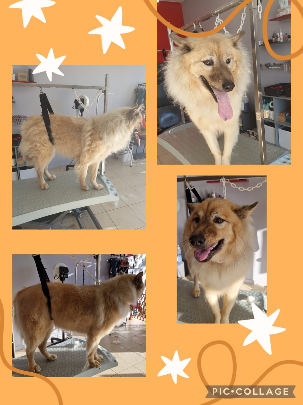 Photos collage d'un chien crème qui se fait toiletter.