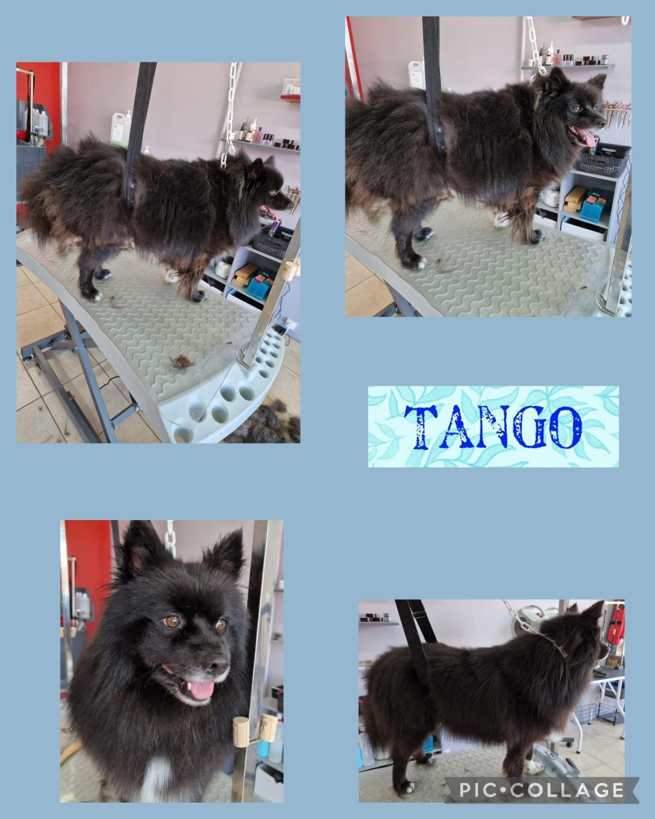 Photos collage d'un chien noir qui se fait toiletter.