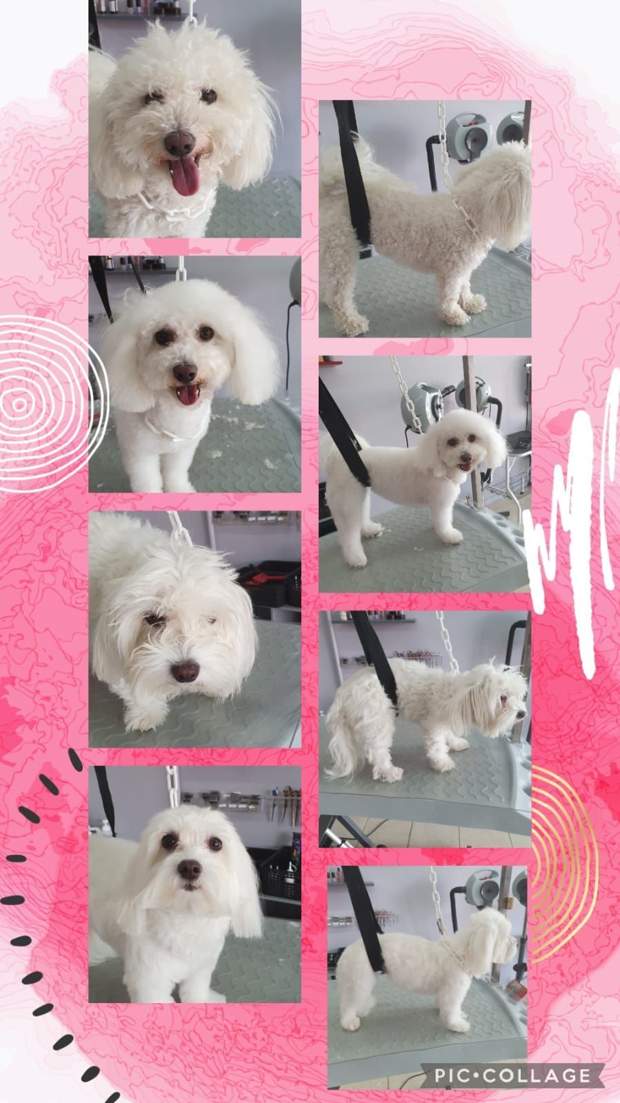 Photos collage d'un chien blanc qui se fait toiletter.