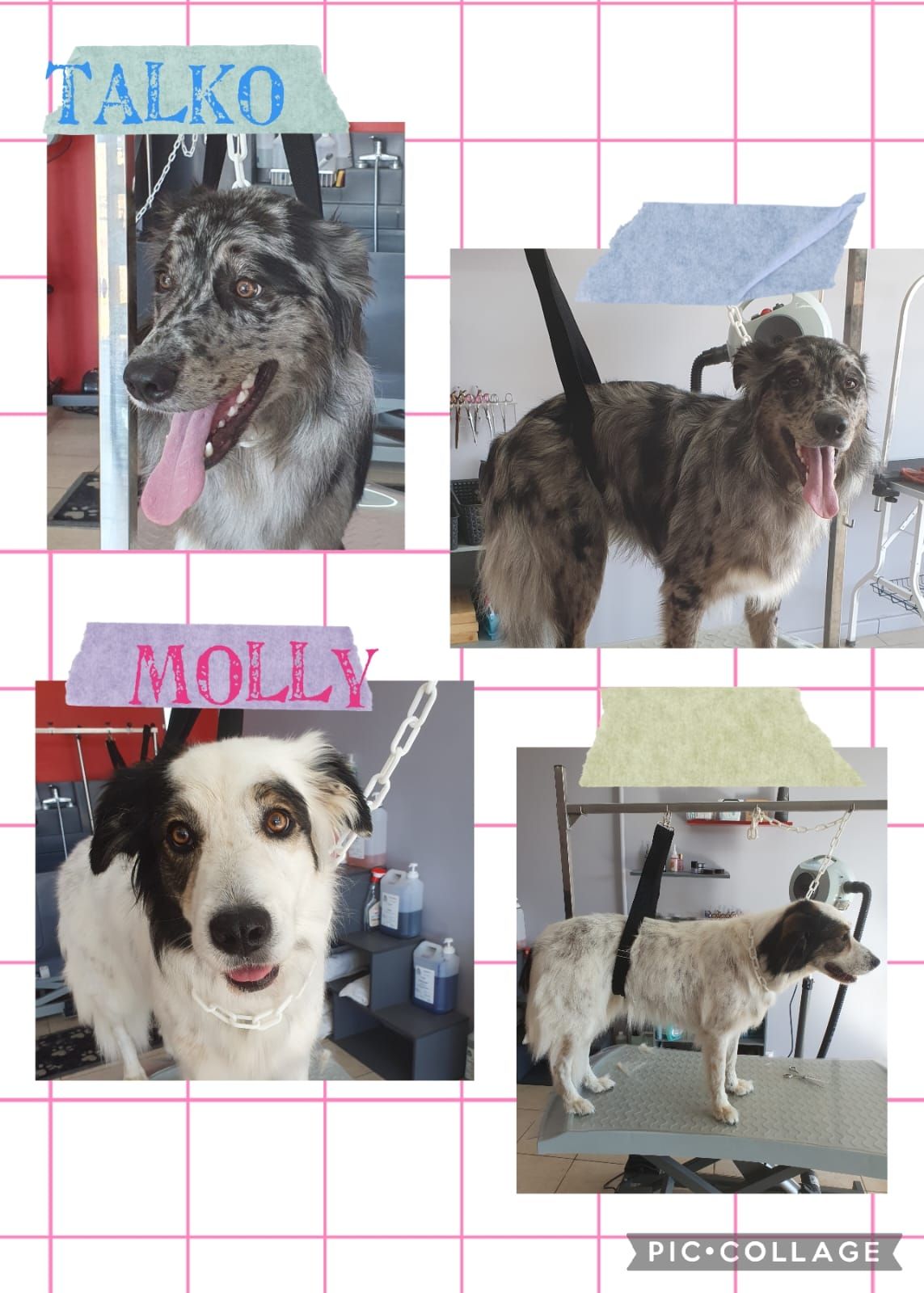 Photos collage d'un chien noir et blanc qui se fait toiletter.