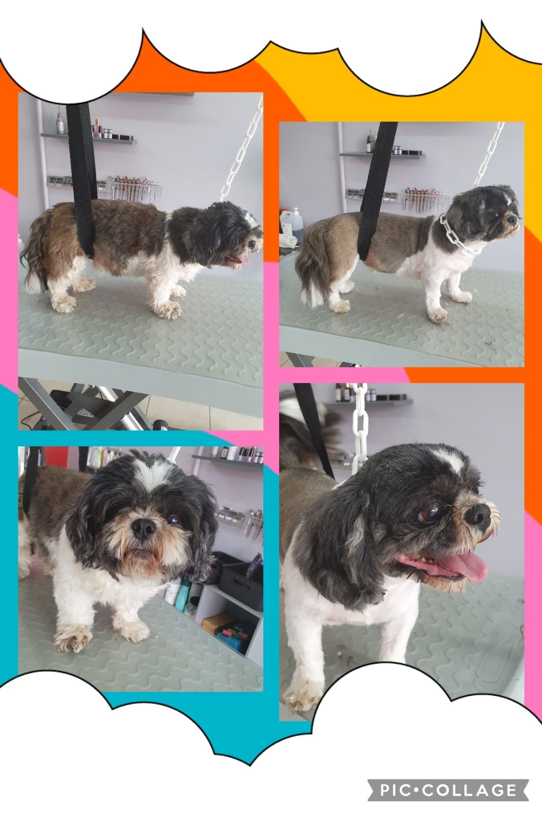 Photos collage d'un chien marron et blanc qui se fait toiletter.