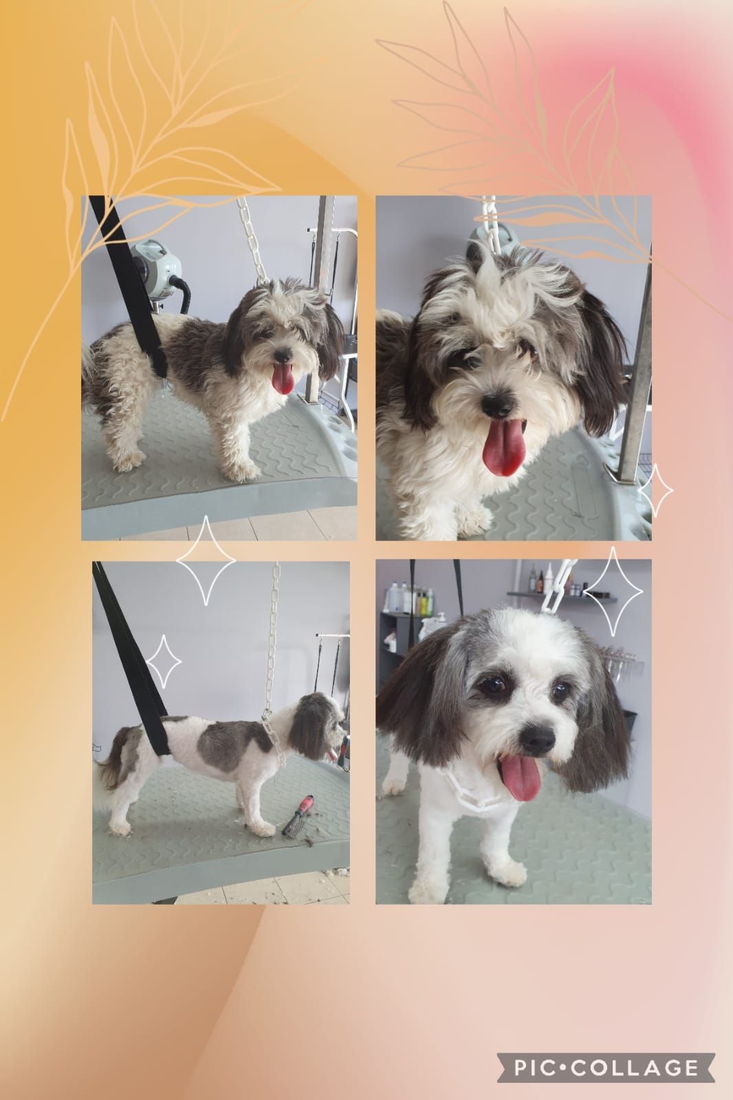 Photos collage d'un chien blanc et noir qui se fait toiletter.