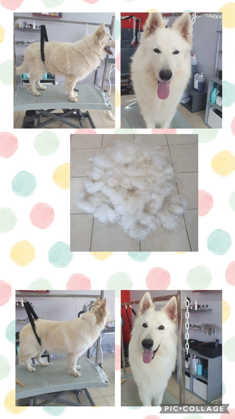 Photos collage d'un chien blanc qui se fait toiletter.