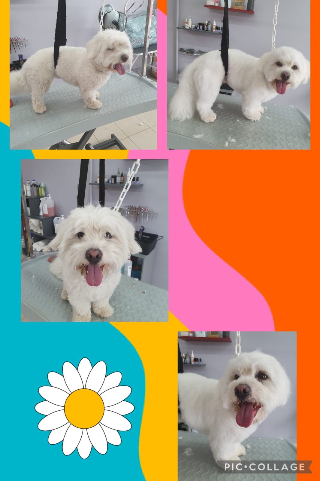 Photos collage d'un chien blanc qui se fait toiletter.